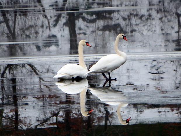 swans-at-smithville-park-antoinette-stiebritz1.jpg 
