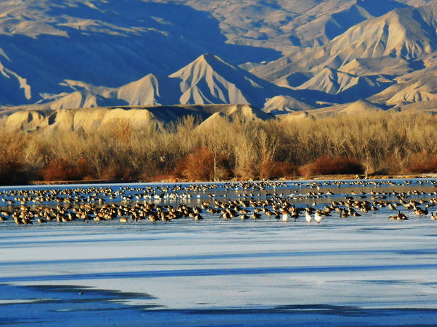 geese-on-the-lake-006.jpg 