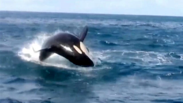 world_0114_whales_640x360.jpg 