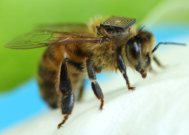 bee-backpack-chip-620x442.jpg 