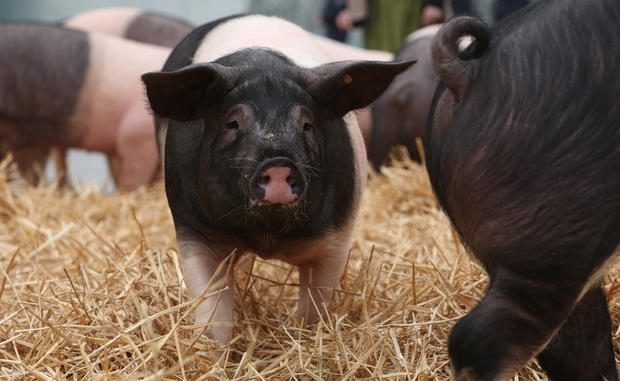 German pig protest 