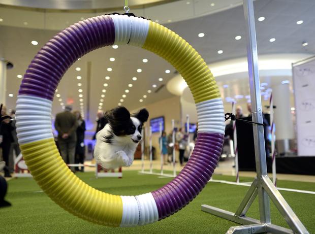 Westminster Kennel Club Dog Show 