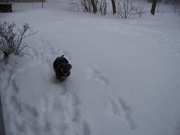 judy-clocker-christopher-our-puppy-timber-enjoying-his-2nd-snow-storm-e28094-in-edison-nj.jpg 