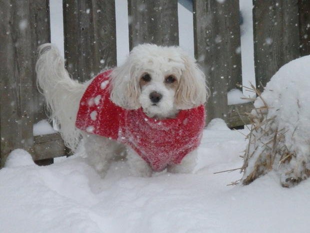bonnie8989-sophie-of-fairless-hills-pa-just-loves-the-snow.jpg 