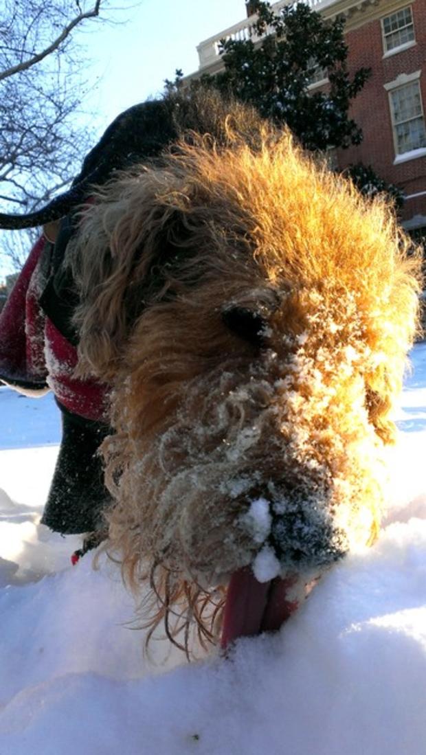 friskyfeline-bogart-loves-the-snow.jpg 