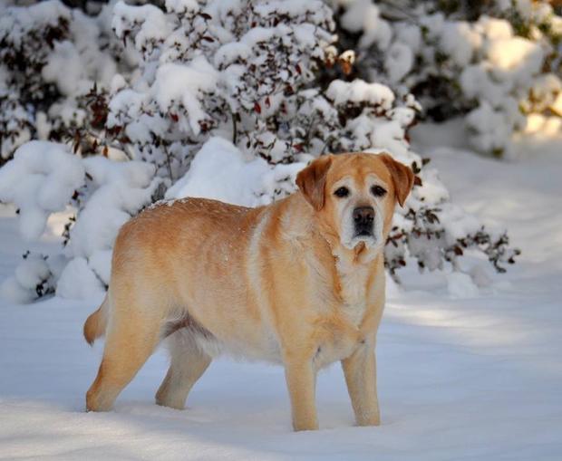 kwesselfox-cubby-the-snow-dog.jpg 