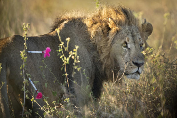GPS for lions 