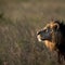 Police follow lion footprints from motorcycle, find dead man