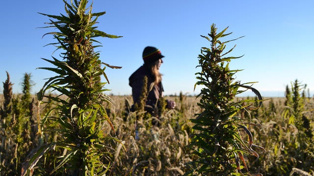 Hemp crop.jpg 