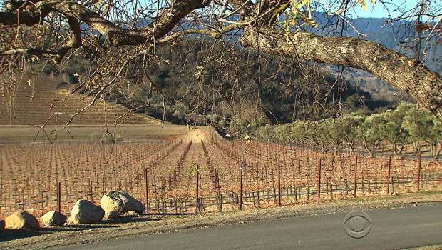 vineyards-california-two.jpg 