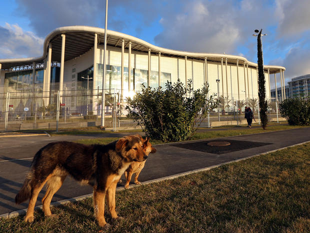 Two stray dogs stand in front of the Main Media Center for the Sochi Winter Olympics 