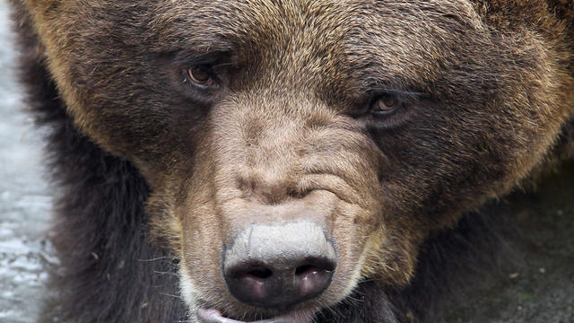 bearsneer.jpg 