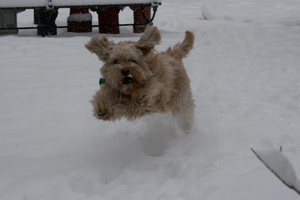 snowanotherdog.jpg 