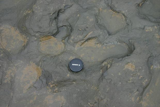 A closeup image of an 800,000-year-old footprint left by Homo antecessor, or "pioneer man," found on the shores of eastern England 