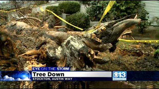 Tree Falls In Stockton 