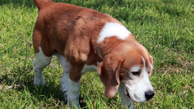 uno-beagle-ap495107660189.jpg 