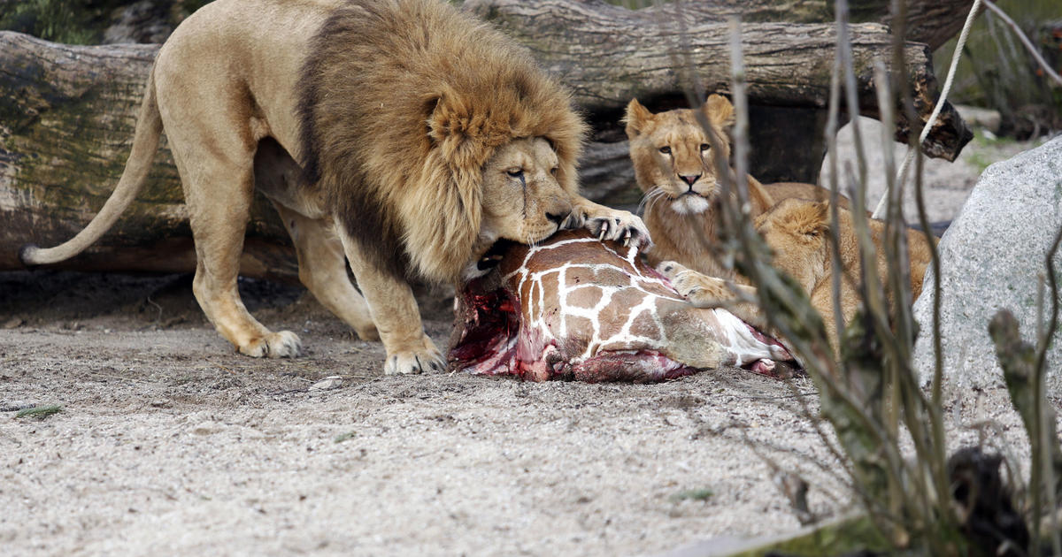 lion eating giraffe