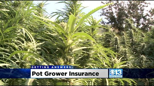 pot-grower-insurance.jpg 