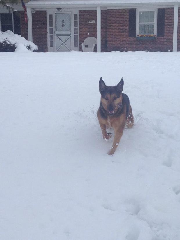 bailey-loves-playing-in-the-snow-stephanie-barlow.jpg 