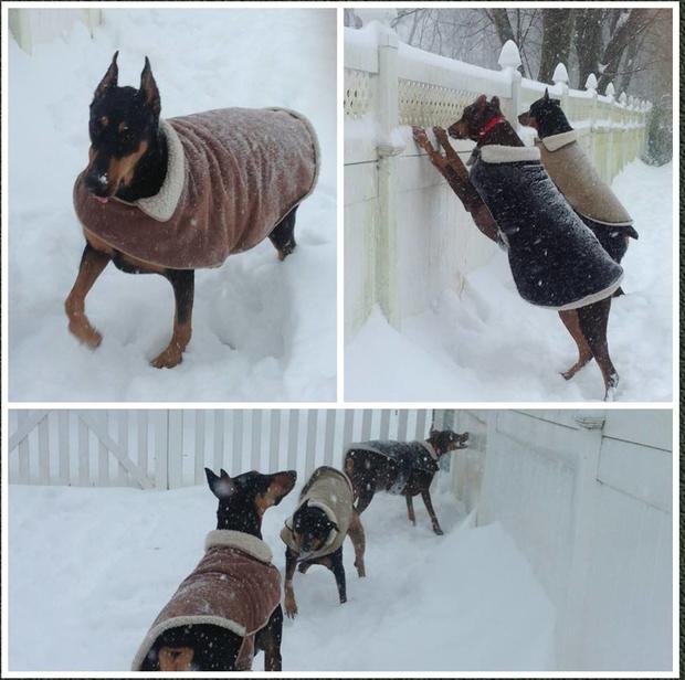 patton-salem-and-blaze-checking-out-the-snow-in-west-caldwell-nj-leslie-garabedian.jpg 