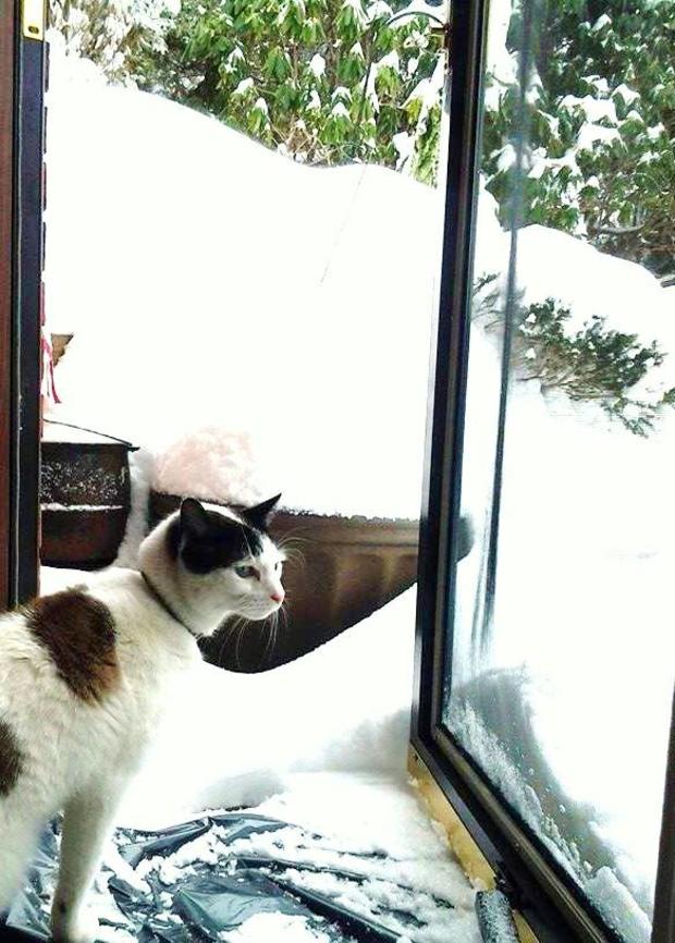 susan-barker-rilliet-snowshoe-kitty-snowbound-in-new-jersey.jpg 
