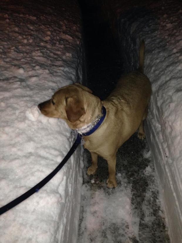 maxwell-in-the-snow-taken-by-kimberly-volz-in-flanders-nj.jpg 
