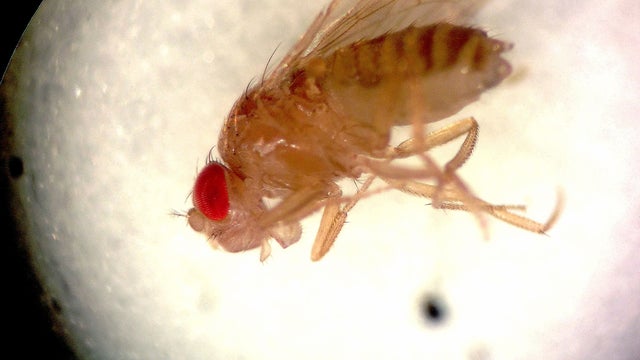 fruit-fly-cancer-ross-cagan-0934.jpg 