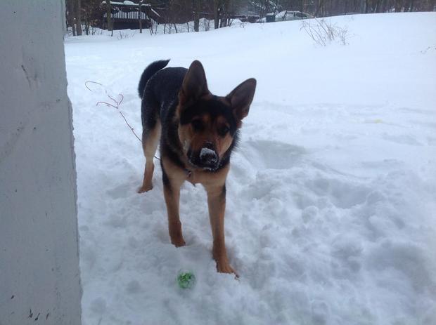 susan-saro-jackson-my-puppy-rebel-loves-the-snow.jpg 