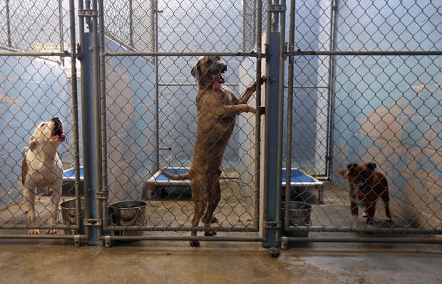 dog animal rescue shelter 