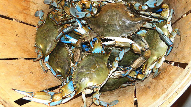 crab-basket-_jlloyd.jpg 