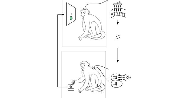 Brain implant lets one monkey control another CBS News
