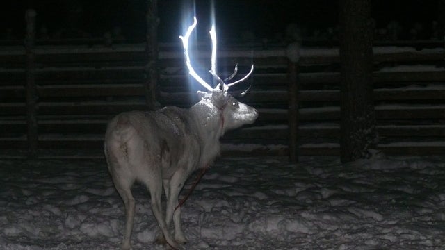 reindeer-antlers-ap24968581718.jpg 