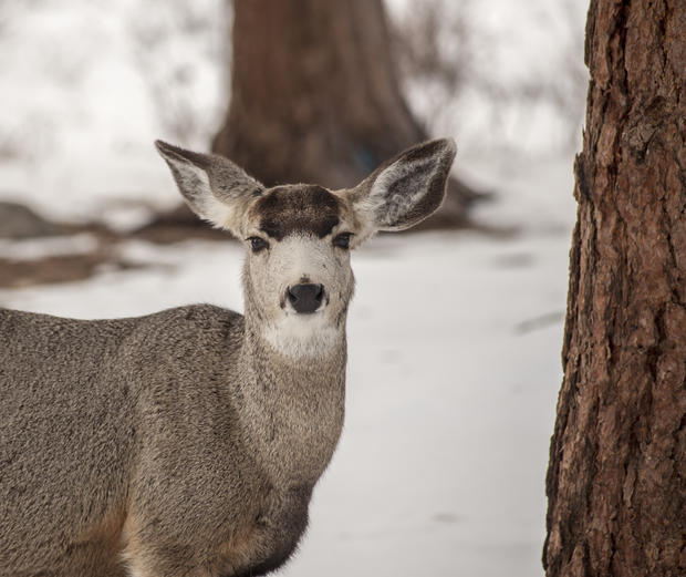 Deer In Snow 