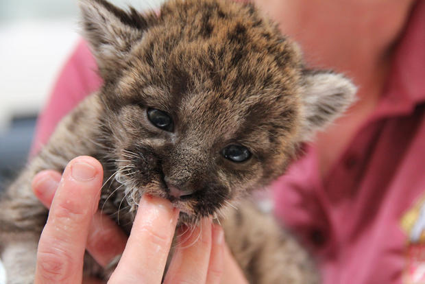 rescued-panther-kitten-13.jpg 
