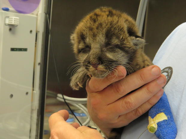 rescued-panther-kitten.jpg 