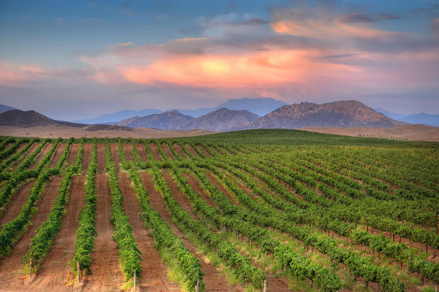 Temecula Vineyards-at-Sunset 