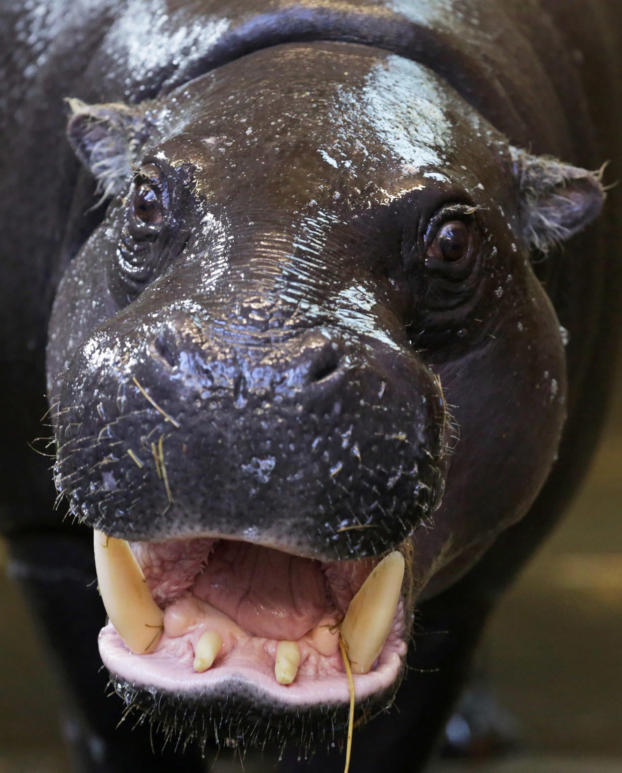 Tiny, rare hippo born in England