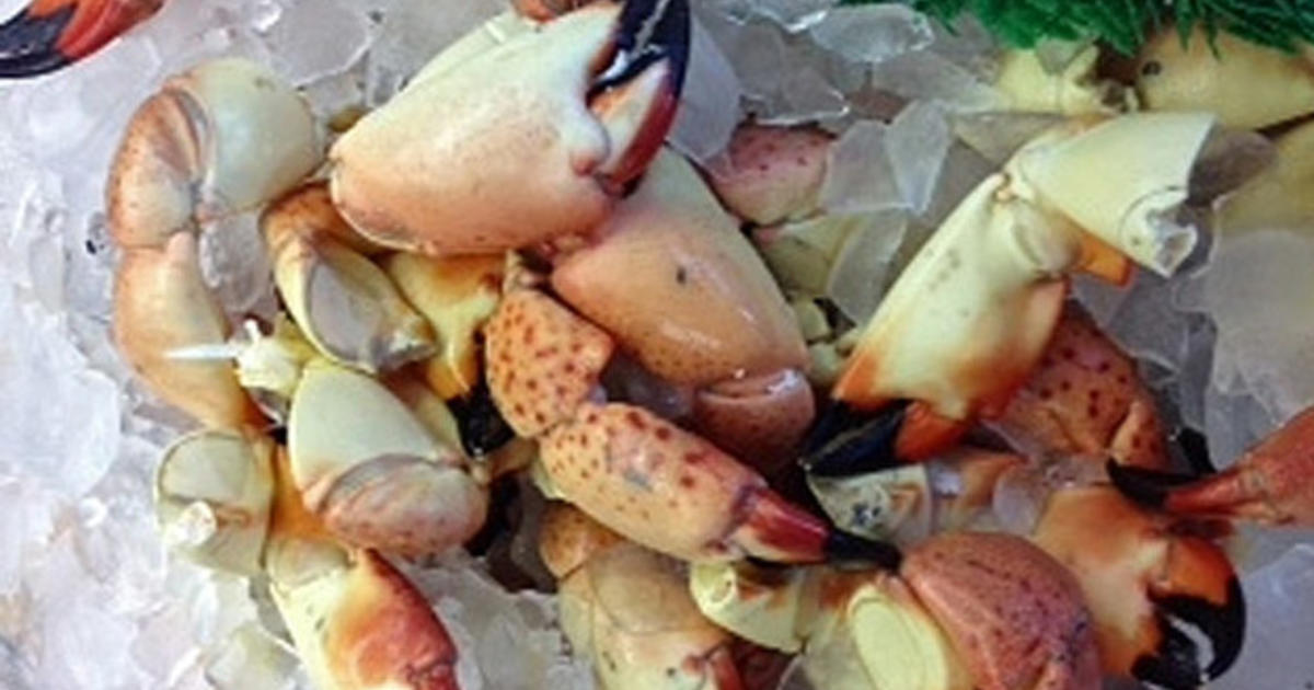 Stone Crab Season Nears End In Florida CBS Miami