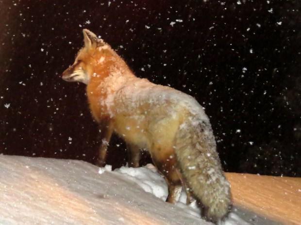 8580-fox-in-snow-030414.jpg 