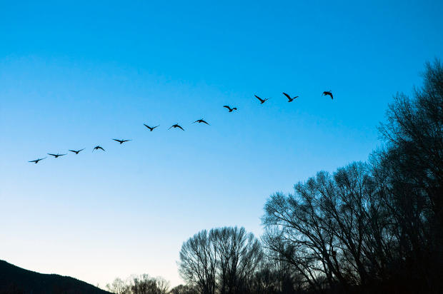 geese.jpg 