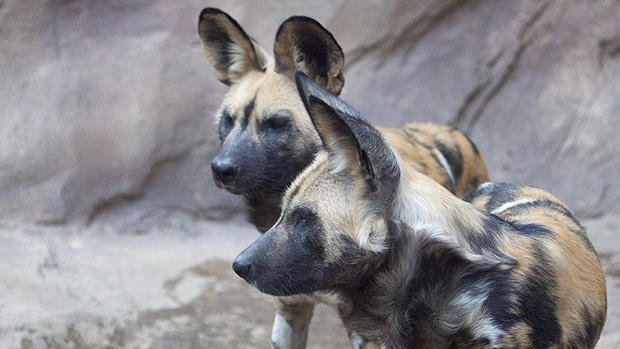 African Wild Dogs Tilly and Cheza 