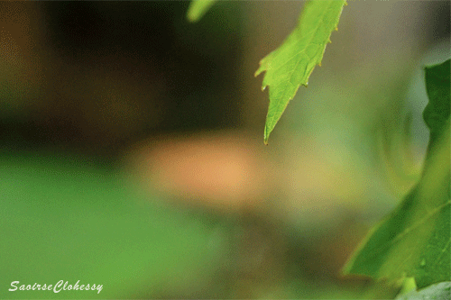cinemagraphs-32-dropletfallsoff-1.gif 