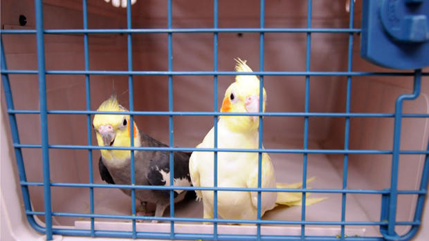 arl-lynnfield-hoarding-birds 