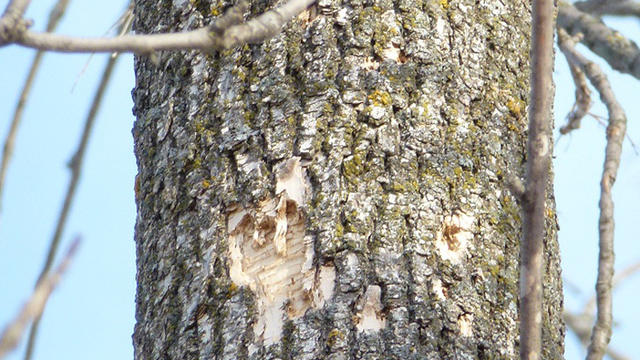 marks-woodpecker-hole-picture1.jpg 