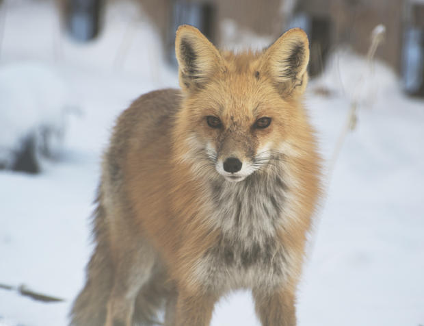 fox-2c.jpg 