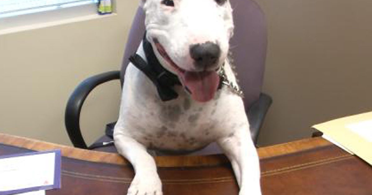 Fraudsters looking to scam lawyer get Walter the pooch instead CBS News