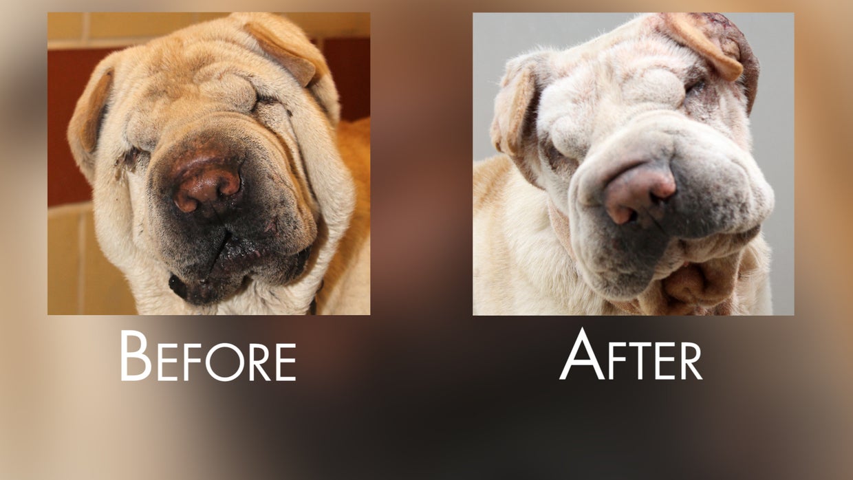 Implants and facelifts for your pet? Inside the pet plastic surgery industry CBS News