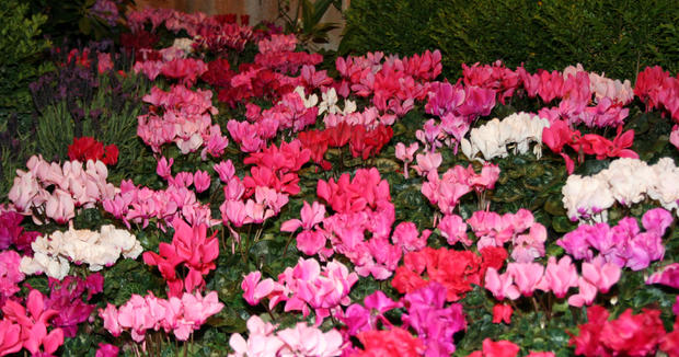 Macy's Flower Show: The Secret Garden 