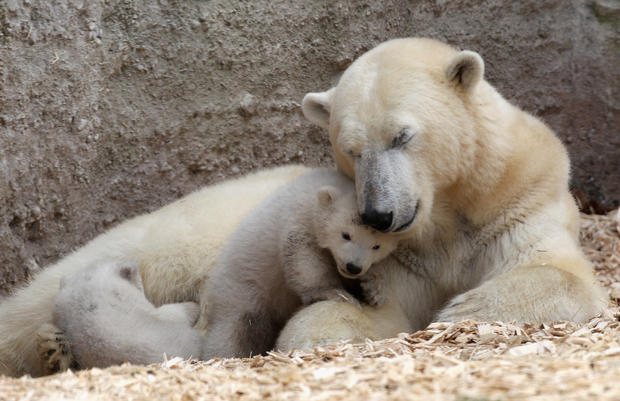 Polar bear twins 