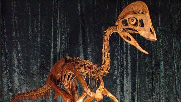 "Chicken from hell" dinosaur finally gets scientific name: Anzu wyliei ...